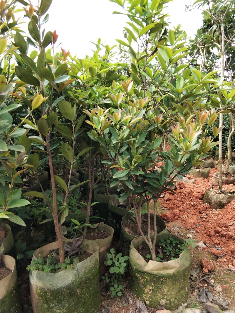 巴西甜樱桃苗南北方可种植盆栽植物带营养杯发货包邮
