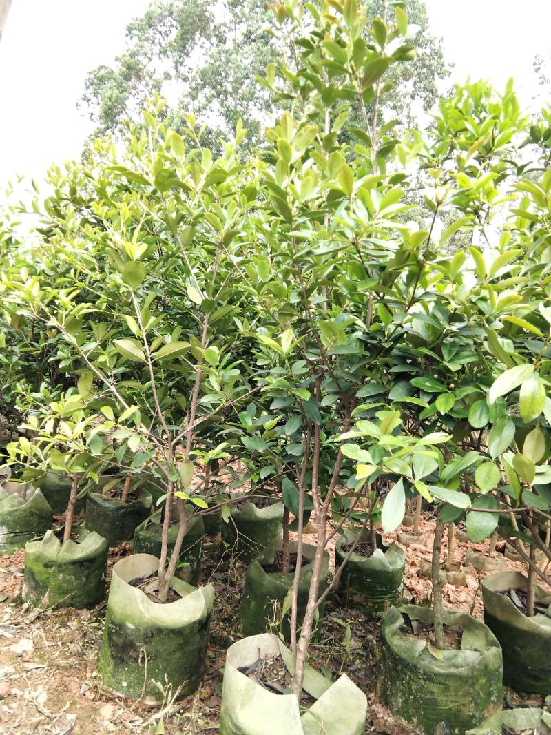 巴西甜樱桃苗南北方可种植盆栽植物带营养杯发货包邮