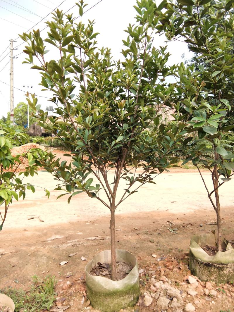 巴西甜樱桃苗南北方可种植盆栽植物带营养杯发货包邮