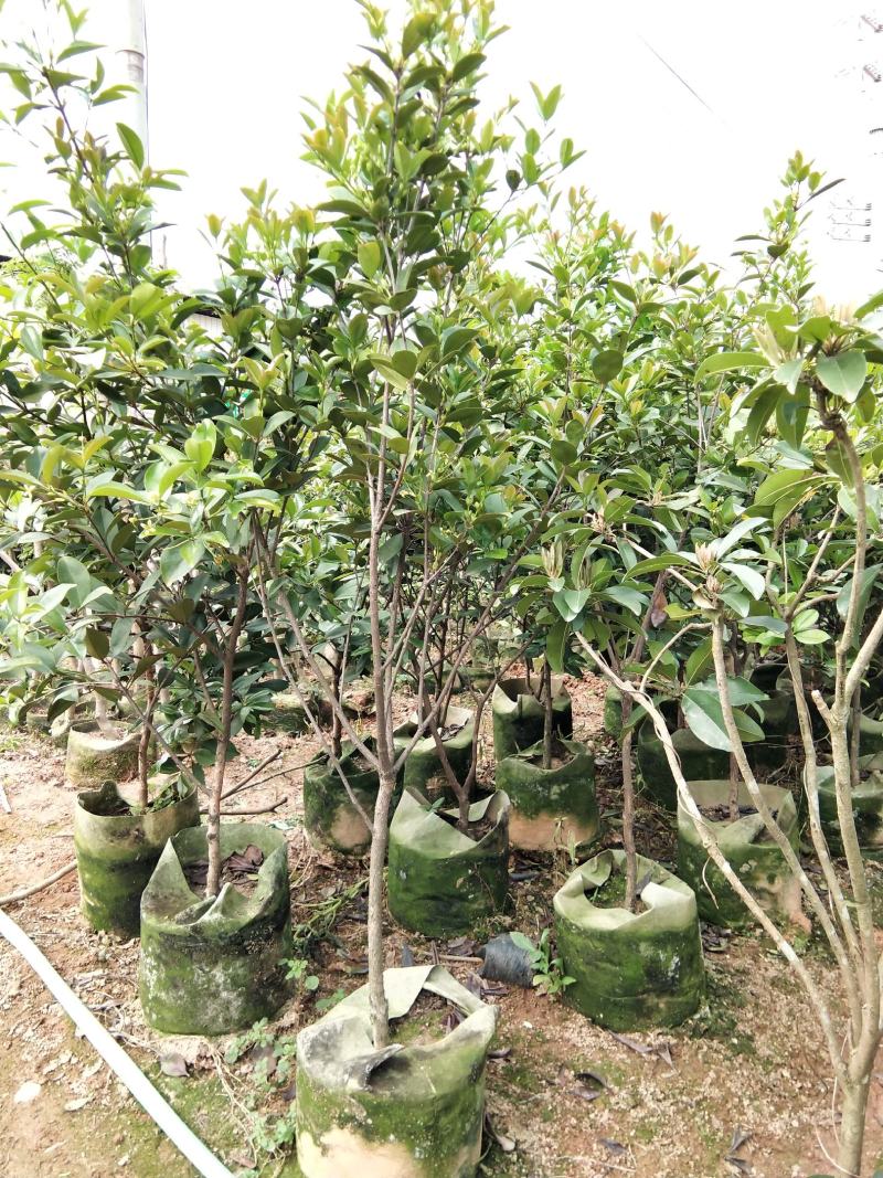 巴西甜樱桃苗南北方可种植盆栽植物带营养杯发货包邮