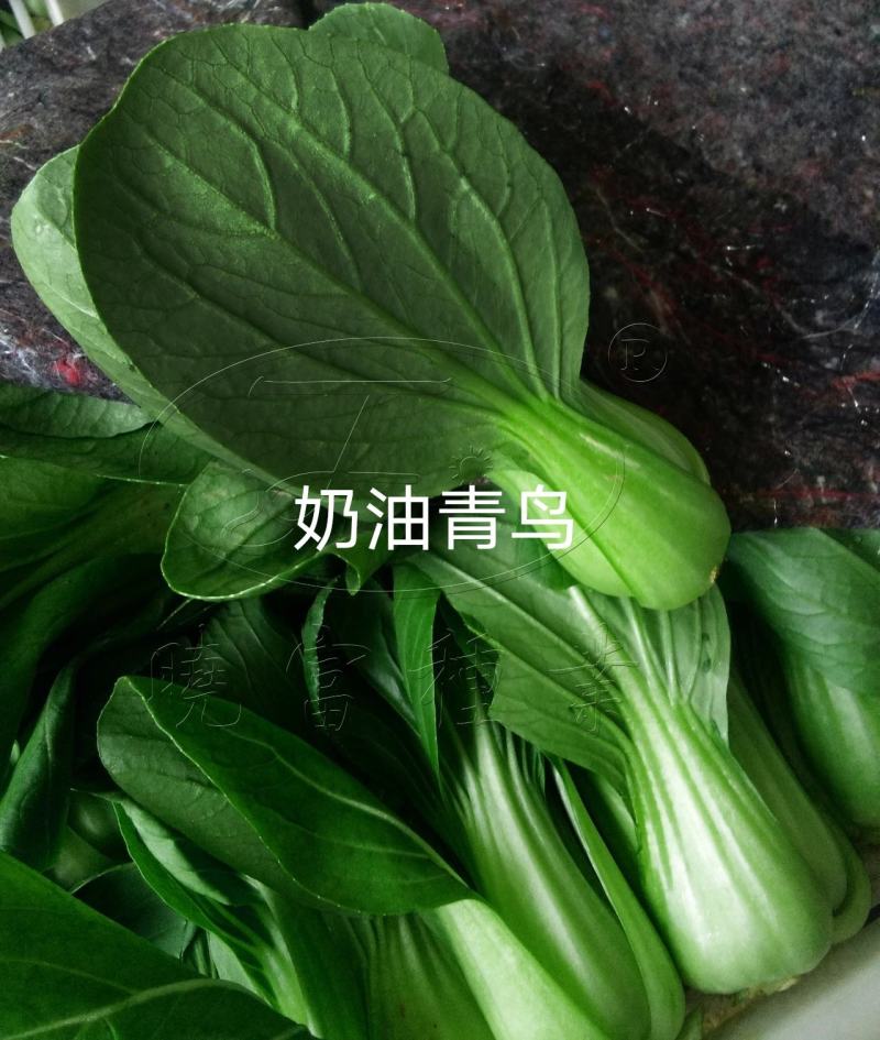 奶油青鸟青梗菜种子抗热高温不拔节小青菜种子超早熟