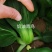 奶油青鸟青梗菜种子抗热高温不拔节小青菜种子超早熟