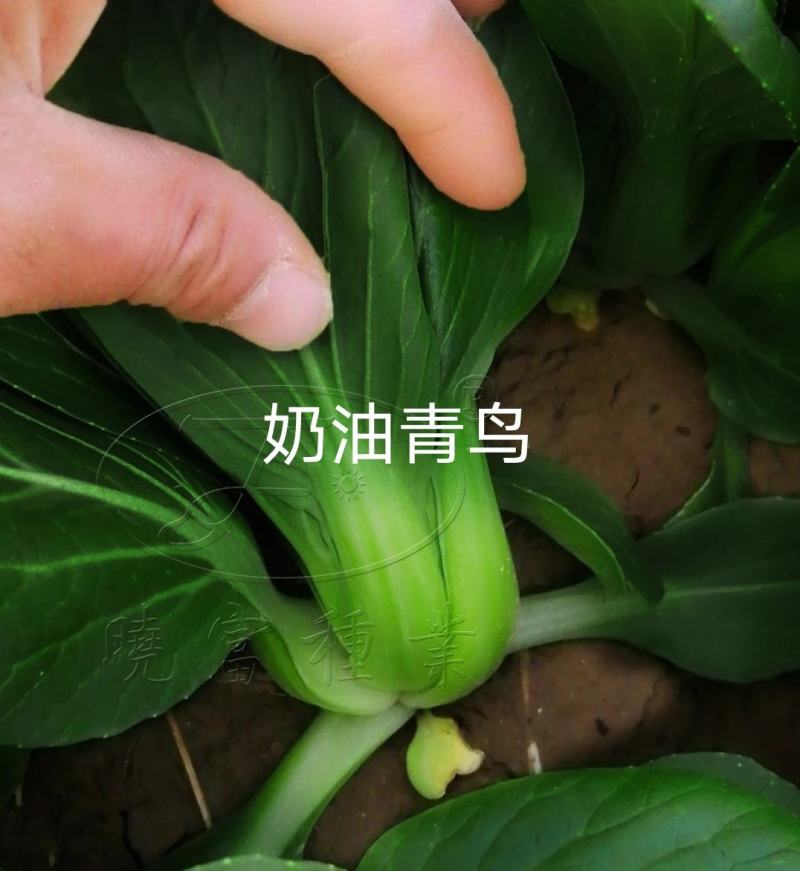 奶油青鸟青梗菜种子抗热高温不拔节小青菜种子超早熟
