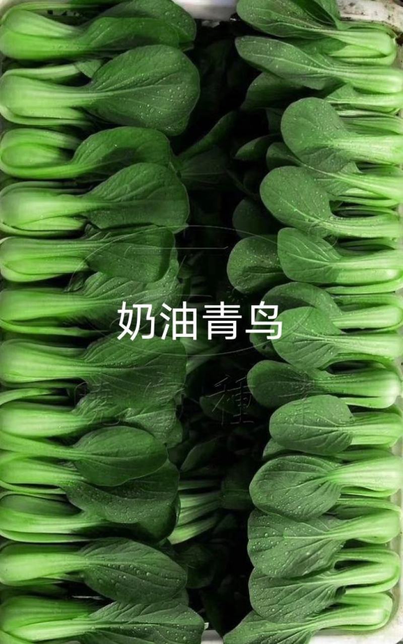 奶油青鸟青梗菜种子抗热高温不拔节小青菜种子超早熟