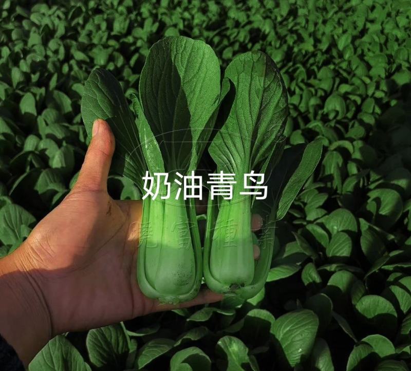 奶油青鸟青梗菜种子抗热高温不拔节小青菜种子超早熟