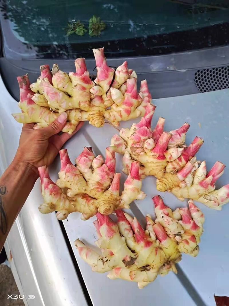 贵州惠水小黄姜，生姜，新姜，子姜