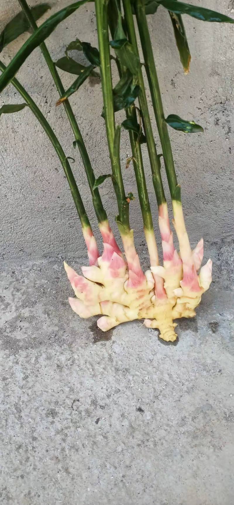 贵州惠水小黄姜，生姜，新姜，子姜