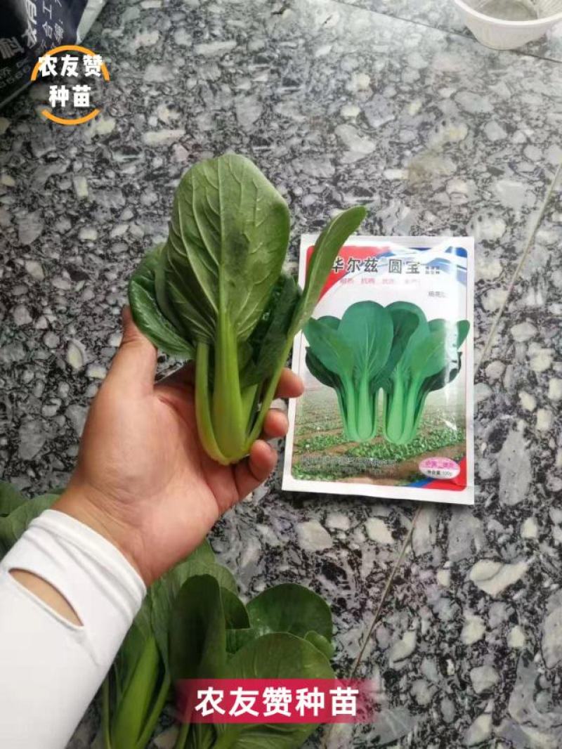 华尔兹圆宝青梗菜种子耐热抗病一代杂交油亮型青梗菜种子