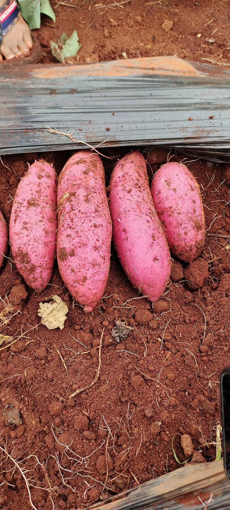 云南省建水县西瓜红红薯上市数量大，欢迎老板实地看货定货。
