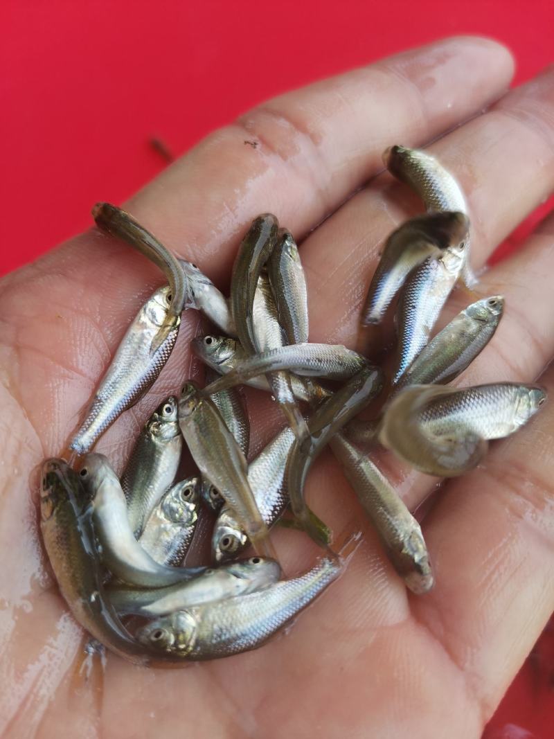 土鲮鱼苗和水花养殖与销售，全国均可发货量大从优