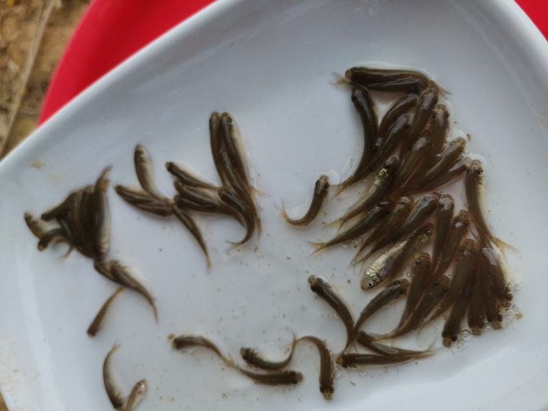 土鲮鱼苗和水花养殖与销售，全国均可发货量大从优