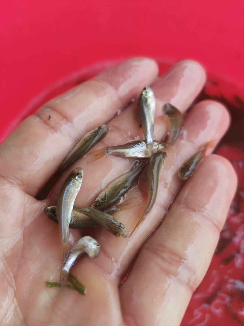 土鲮鱼苗和水花养殖与销售，全国均可发货量大从优
