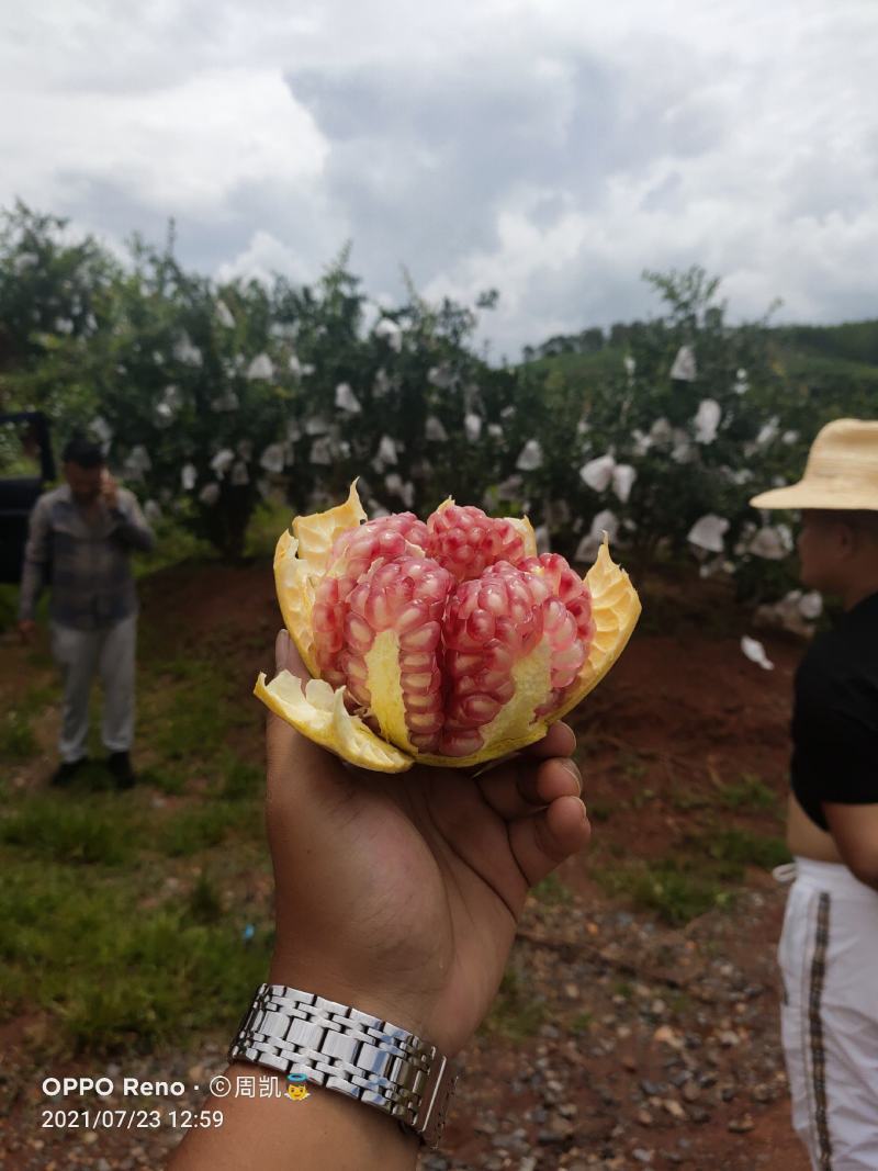 会理突尼斯软籽石榴