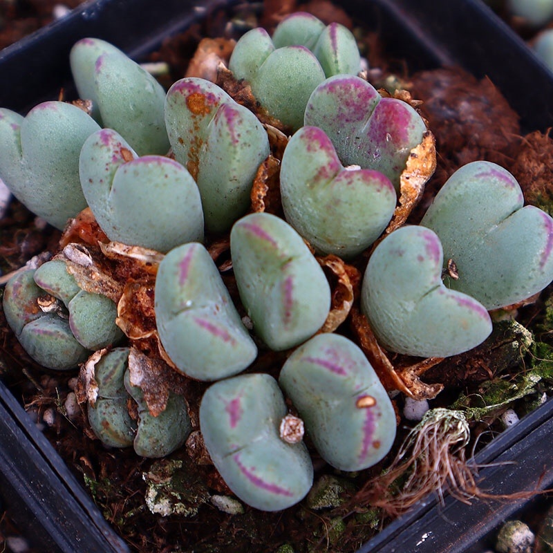 【基地自销】口笛多肉盆栽绿植花卉清棚贵货精品新绿植