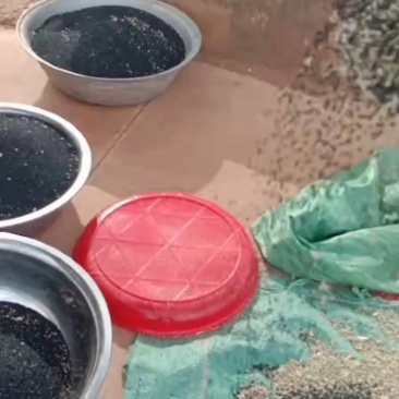 白根蒜苗种子，叶直，黑绿，值得各位老板采购