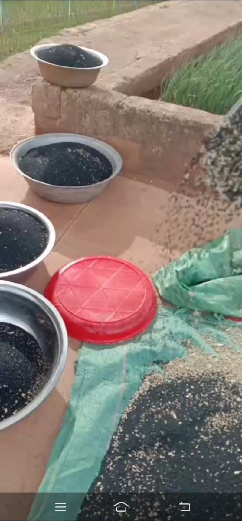白根蒜苗种子，叶直，黑绿，值得各位老板采购