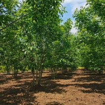 丛生白蜡，白蜡树，白蜡产地发货，低价处理，欢迎进店联系