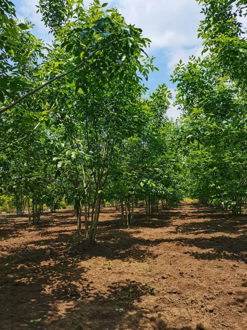 丛生白蜡，白蜡树，白蜡产地发货，低价处理，欢迎进店联系