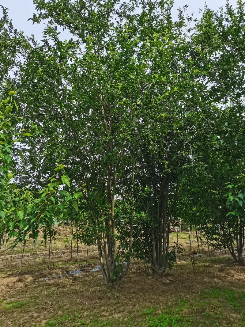 丛生海棠，绚丽丛生海棠，西服从生海棠，基地直供，专业丛生基地