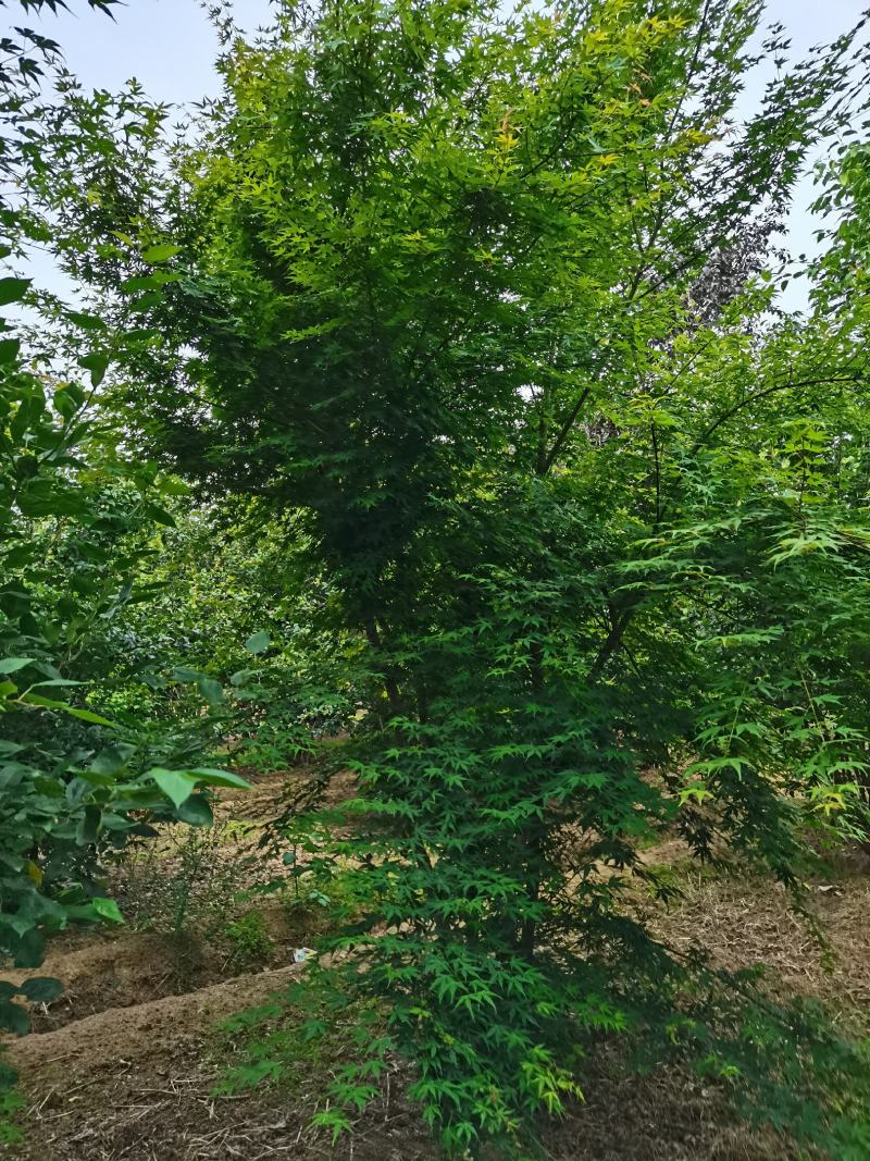 丛生海棠，绚丽丛生海棠，西服从生海棠，基地直供，专业丛生基地
