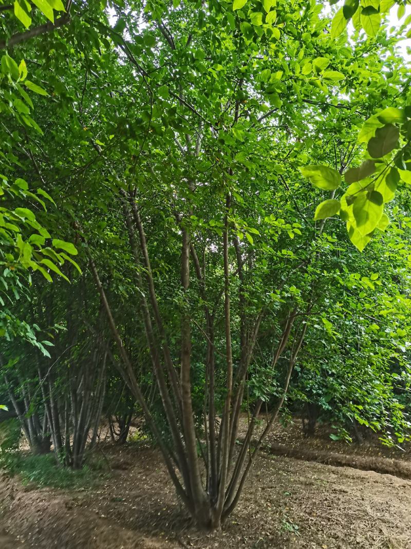 丛生海棠，绚丽丛生海棠，西服从生海棠，基地直供，专业丛生基地