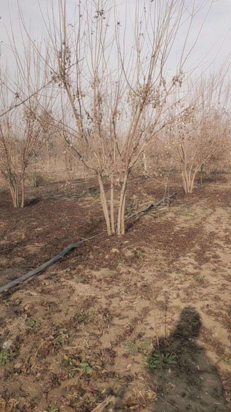 丛生茶条槭，丛生茶条槭4-8米量大，一手货源，基地大量供