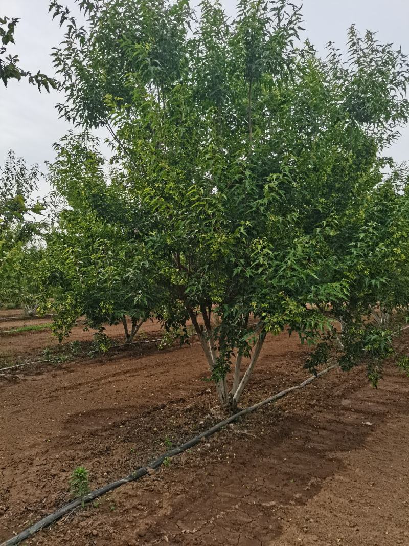 丛生茶条槭，丛生茶条槭4-8米量大，一手货源，基地大量供