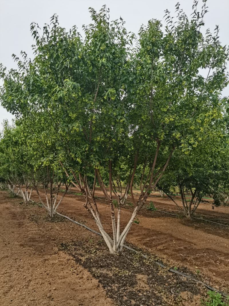 丛生茶条槭，丛生茶条槭4-8米量大，一手货源，基地大量供