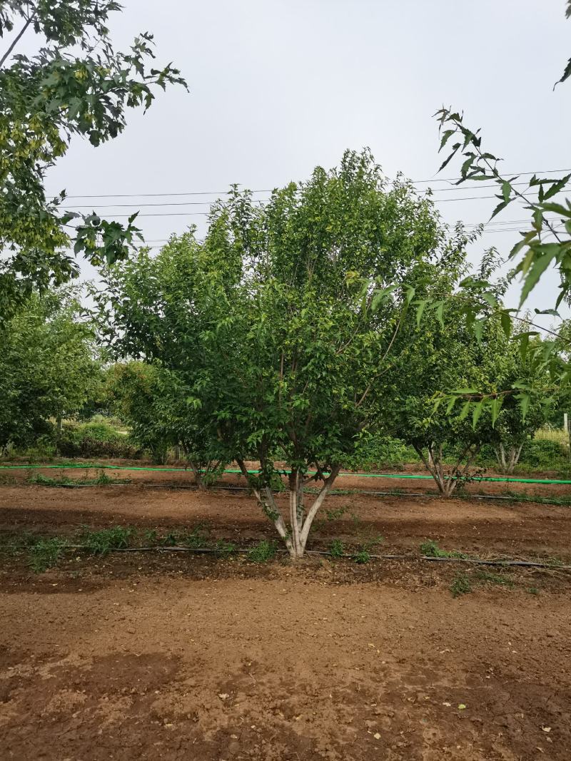 丛生茶条槭，丛生茶条槭4-8米量大，一手货源，基地大量供