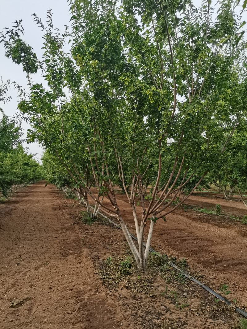 丛生茶条槭，丛生茶条槭4-8米量大，一手货源，基地大量供