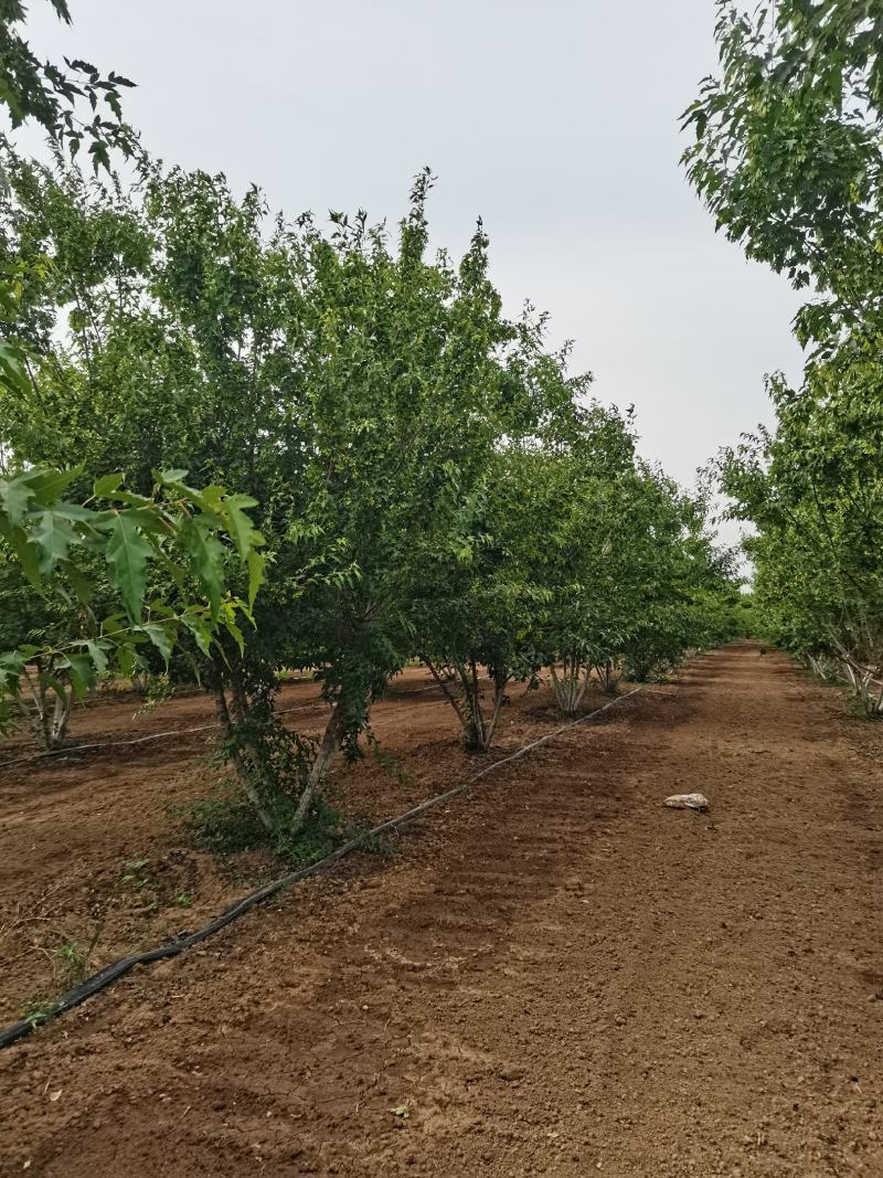 丛生茶条槭，丛生茶条槭4-8米量大，一手货源，基地大量供