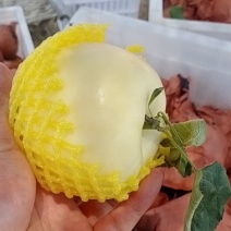 山东早熟华硕白果青果上市了