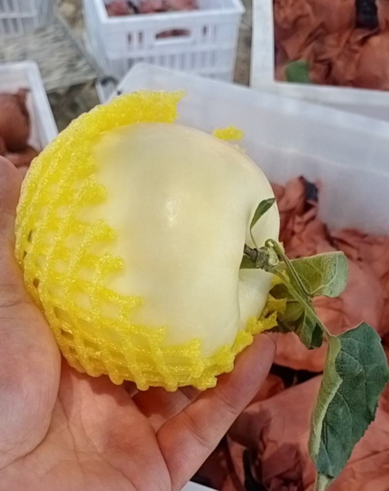 山东早熟华硕白果青果上市了