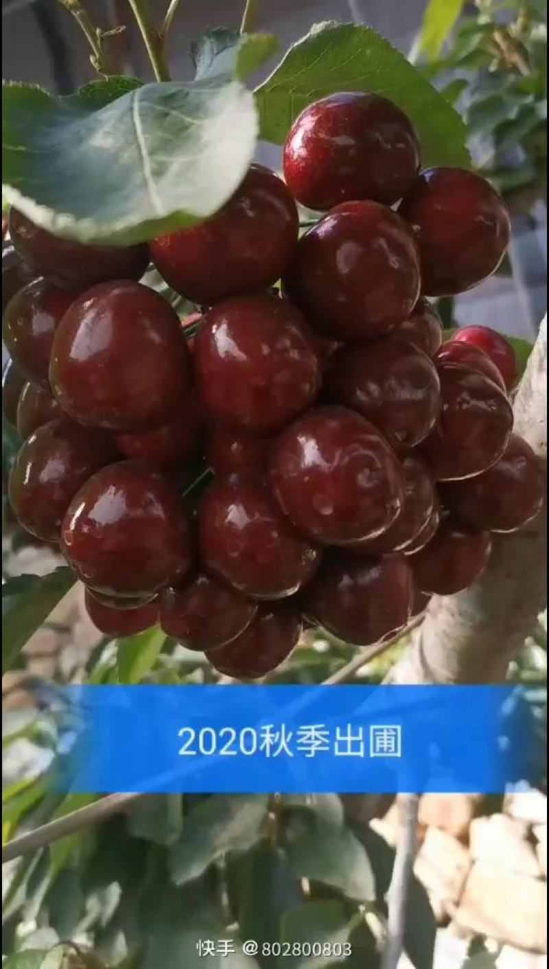 樱桃苗