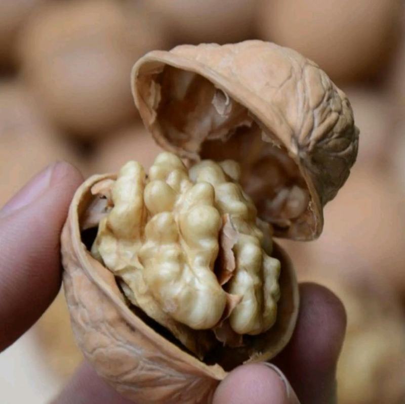 纸皮核桃青皮【热卖中】干核桃对接电商超市，商场大量现货