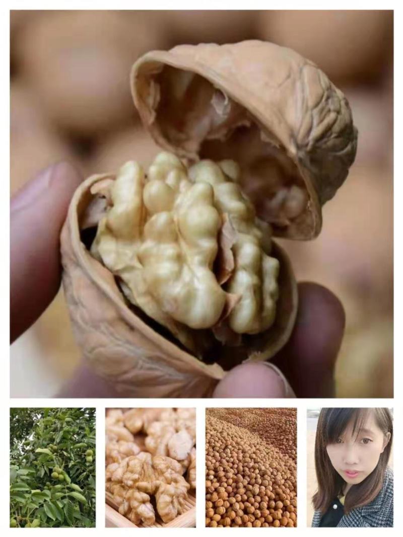 纸皮核桃青皮【热卖中】干核桃对接电商超市，商场大量现货