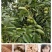 纸皮核桃青皮【热卖中】干核桃对接电商超市，商场大量现货