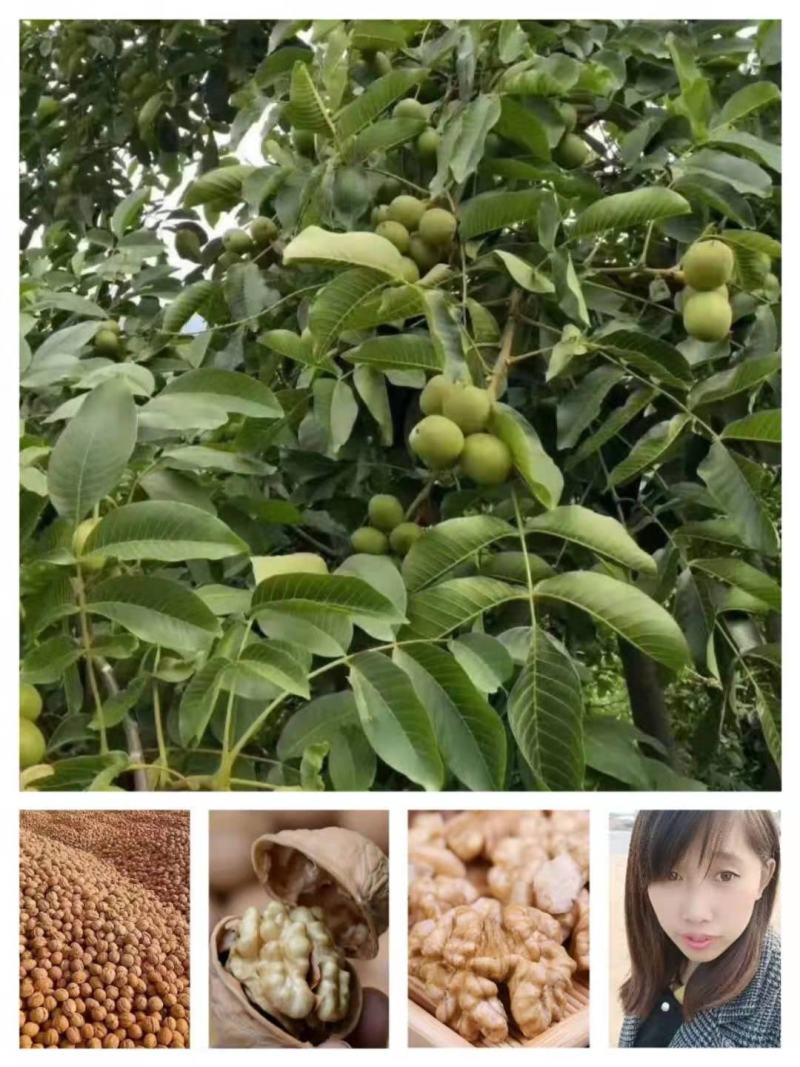 纸皮核桃青皮【热卖中】干核桃对接电商超市，商场大量现货