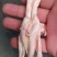 鸡爪