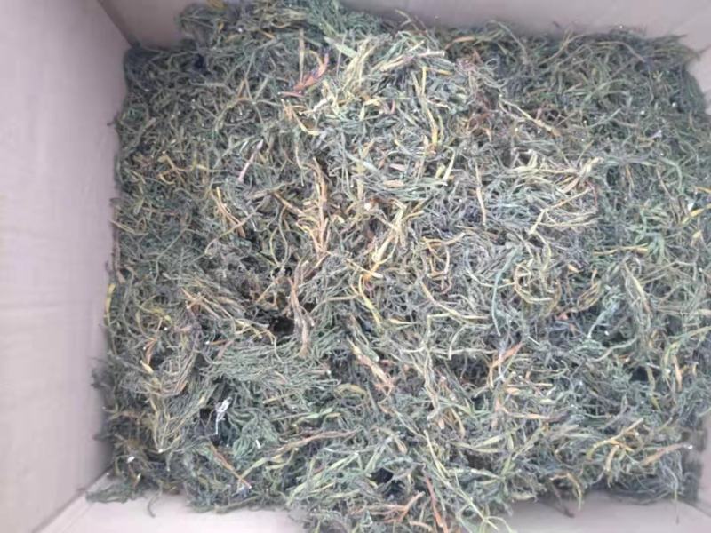 螃蟹脚寄生小号古树螃蟹脚