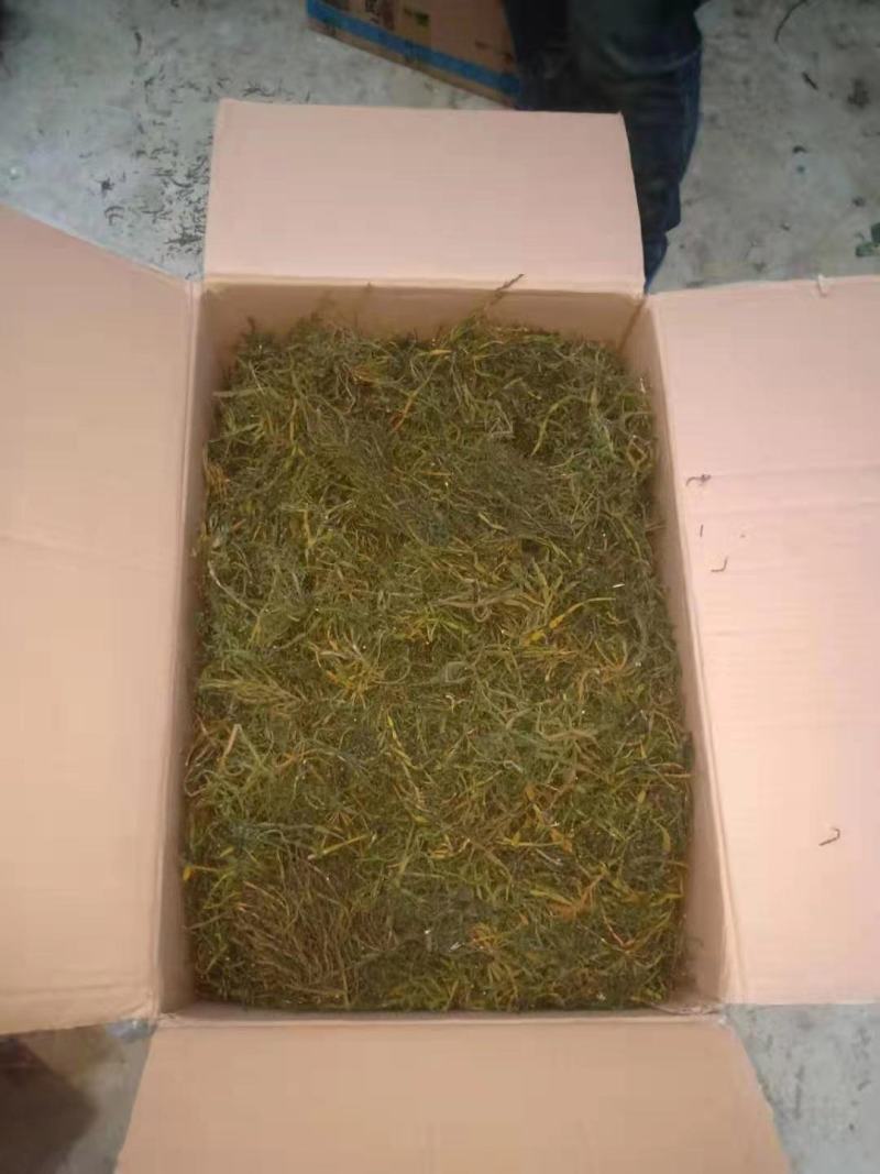 螃蟹脚寄生小号古树螃蟹脚