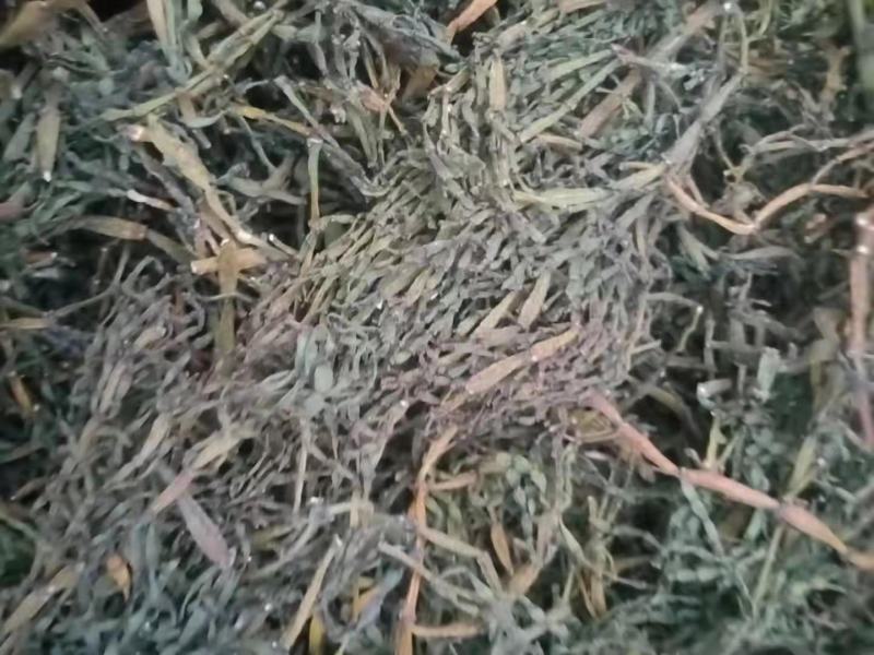 螃蟹脚寄生小号古树螃蟹脚