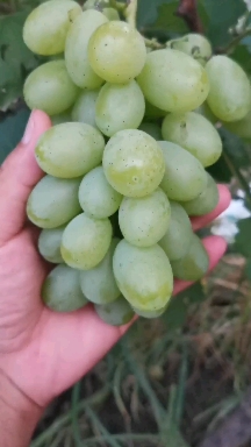 葡萄大量上市了