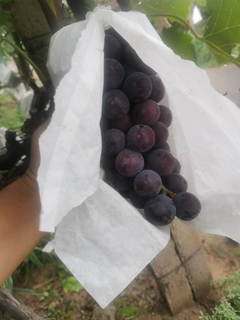葡萄大量上市了