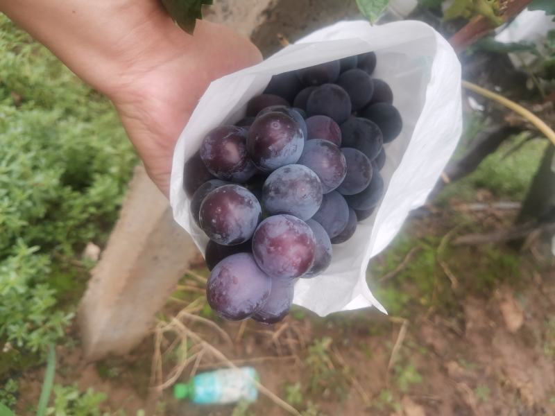 葡萄大量上市了
