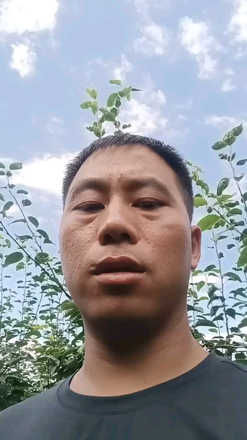 贵州梨子