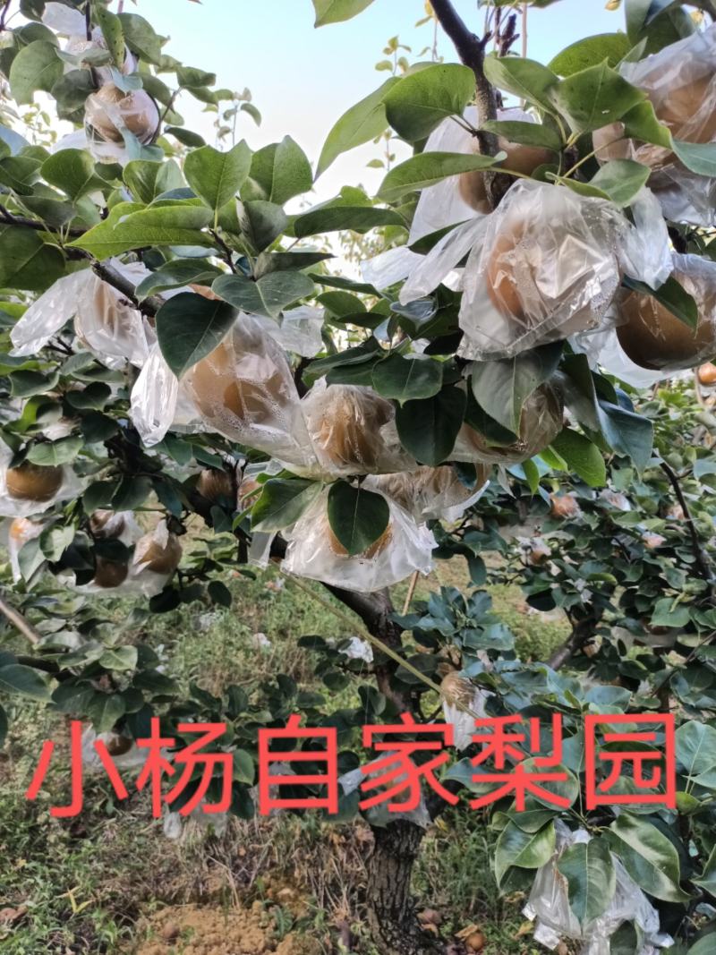 贵州梨子