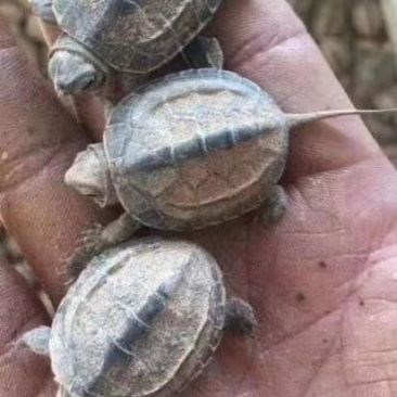养殖场大量出售外塘养殖老种龟黄花草龟种苗