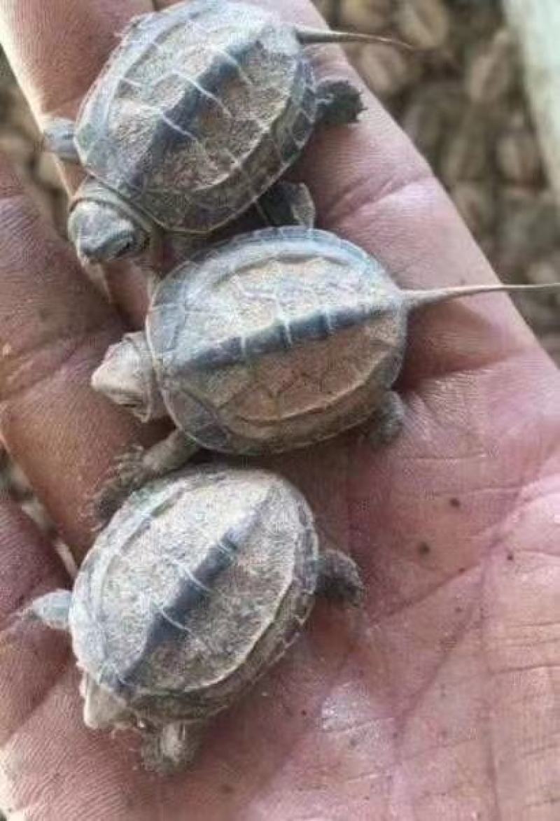 养殖场大量出售外塘养殖老种龟黄花草龟种苗