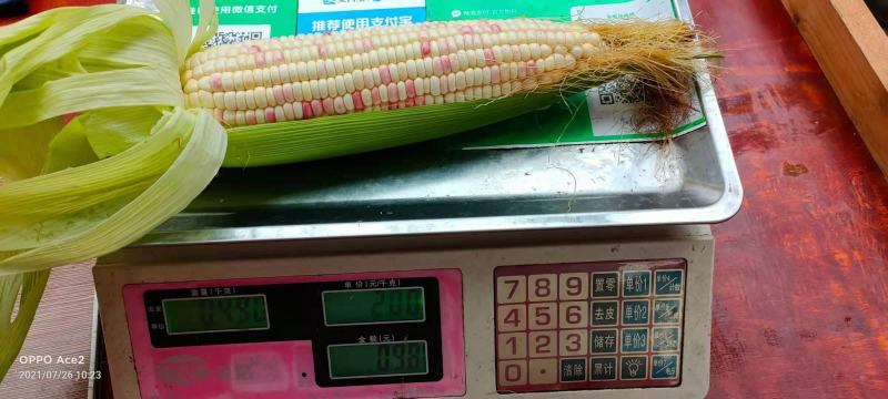 玉米